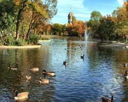 You can see a number of ducks at the duck pond in the park. Canadian geese are commonly found swimming at this pond You can see a number of ducks at the duck pond in the park. Canadian geese are commonly found swimming at this pond.